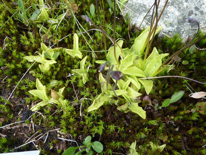 Pinguicula grandiflora im Brockengarten