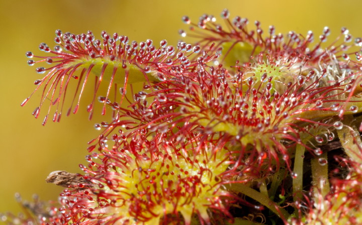 D. rotundifolia mit Schnelltentakeln (Foto: Th. Carow)