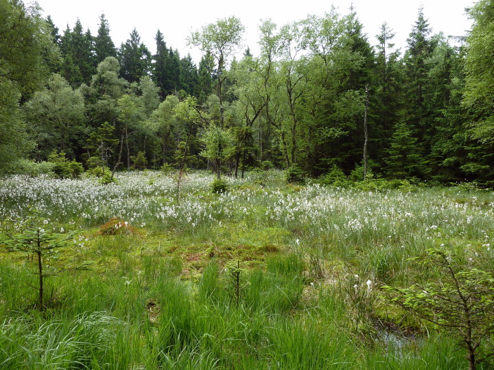 Moor bei Benneckenstein