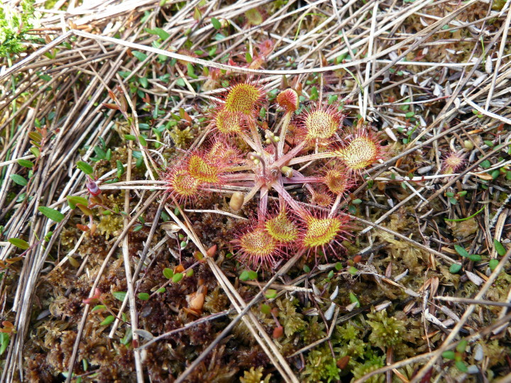 Drosera rotundifolia