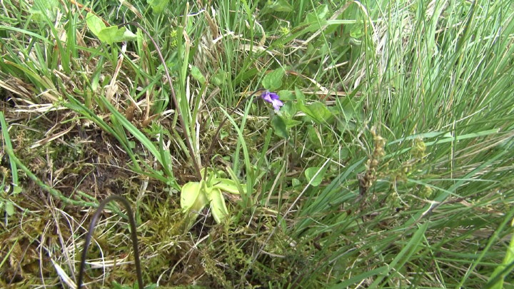 Pinguicula vulgaris im Nationalpark Harz