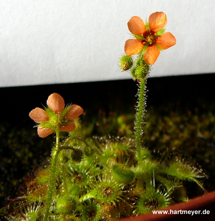 Drosera glanduligera