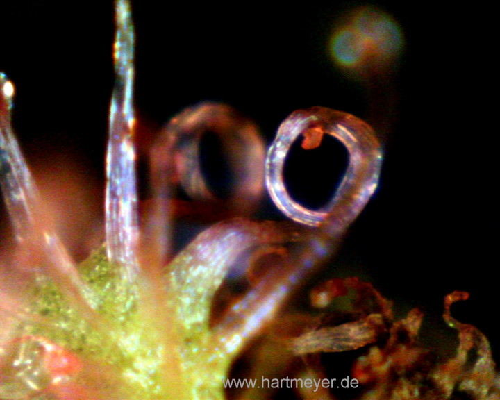 Drosera glanduligera eingerollte Tentakel