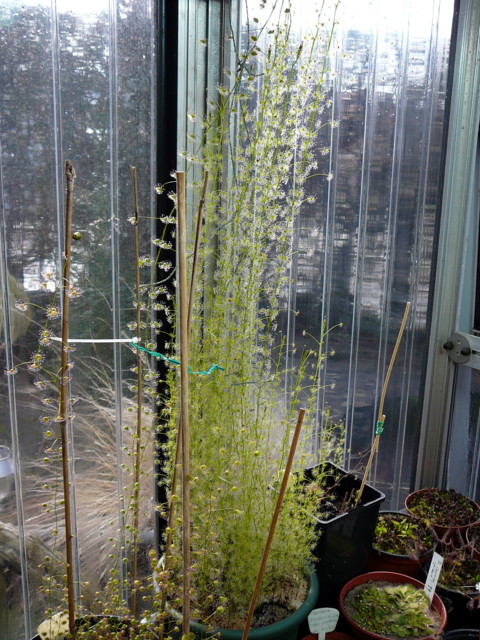 Drosera modesta