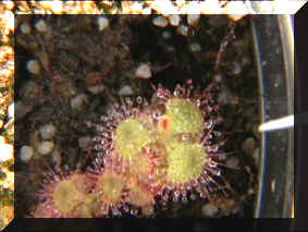 Pianta di drosera sessilifolia