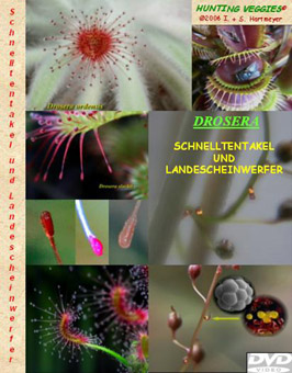 Drosera Schnelltentakel und Landescheinwerfer