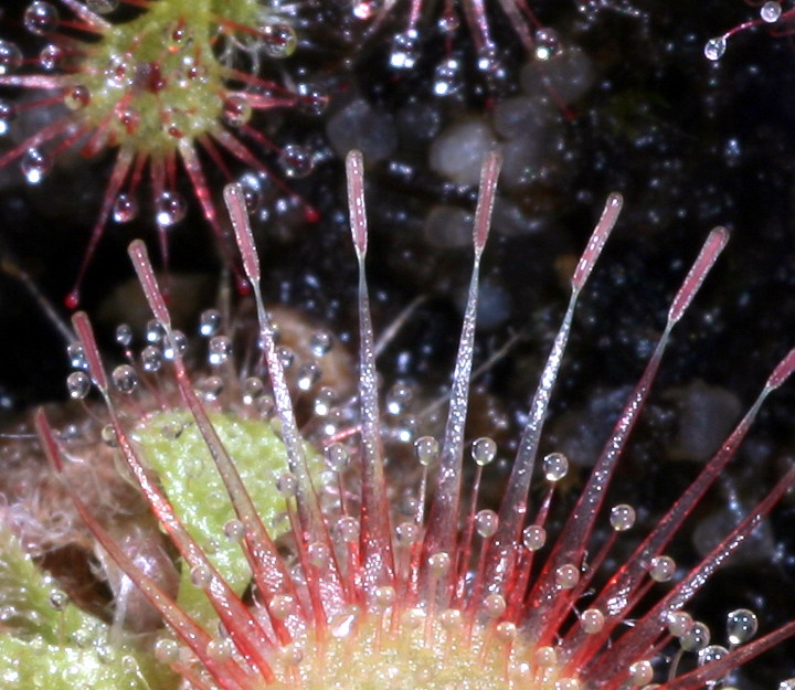 Drosera burmannii Foto Elvis Pöhlmann