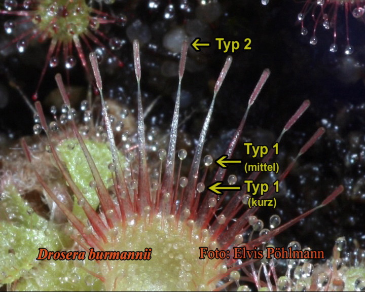 D. burmannii Marginaltentakel 1