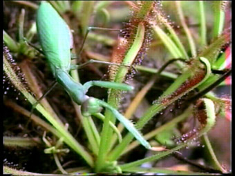 Drosera capensis mit Mantis religiosa