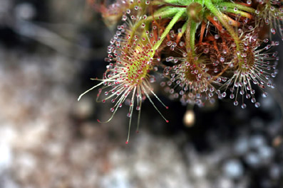 Drosera ericksoniae