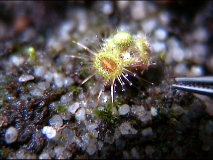 Drosera glanduligera