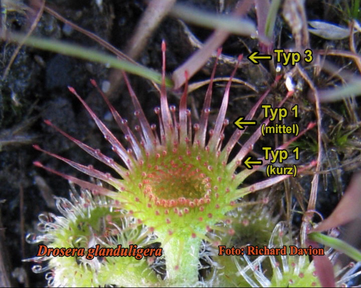 Drosera glanduligera