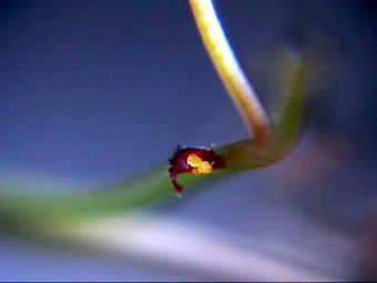 Drosera hartmeyerorum