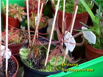 Drosera hartmeyerorum Gewächshaus