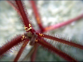 Drosera hartmeyerorum von oben mit Lampe