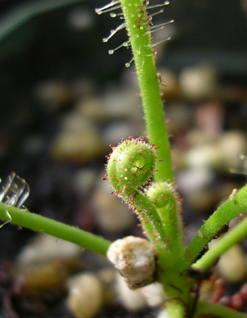 Drosera indica Rote Emergenzen Foto 1 J. Fuqua