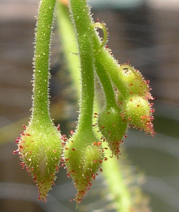 Drosera indica rote Emergenzen Bild 2 J. Fuquua