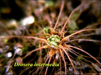 Drosera intermedia