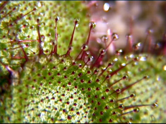 Drosera lowriei "giant"