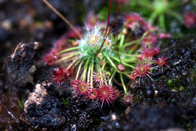 Drosera occidentalis