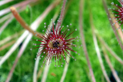 Drosera paradoxa