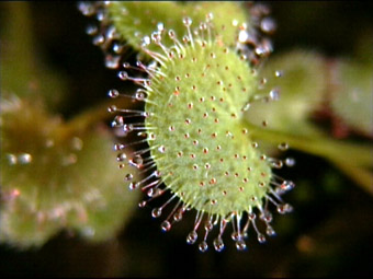 Drosera prolifera