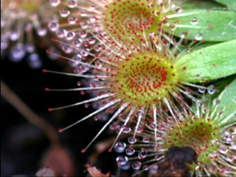 Drosera pulchelle