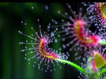 Drosera scorpioides