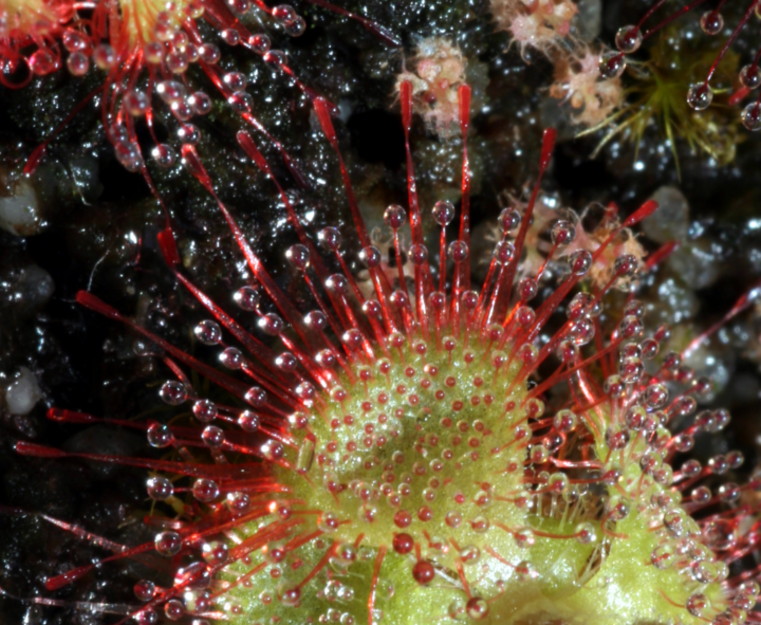 Drosera sessilifolia