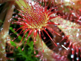 Drosera spatulata "Okinawa rose"