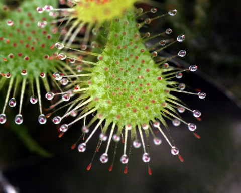 Drosera tokaiensis