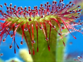 Drosera venusta