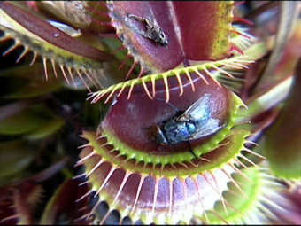 Dionaea muscipula