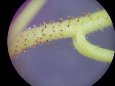 Drosera indica Emergenzen Foto Denis Barthel