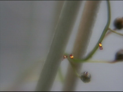 Drosera hartmeyerorum Lichterkette