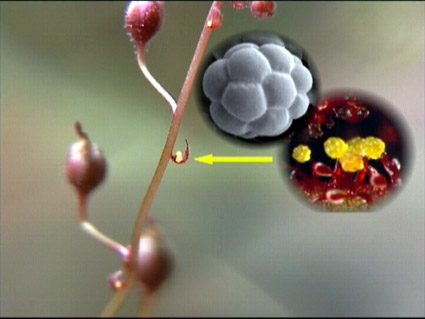 Landescheinwerfer D. hartmeyerorum