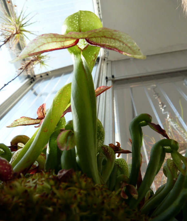 Darlingtonia californica