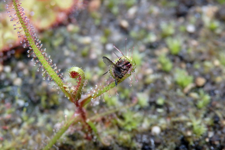 Drosera-hartmeyerorum_mit-Tigermuecke