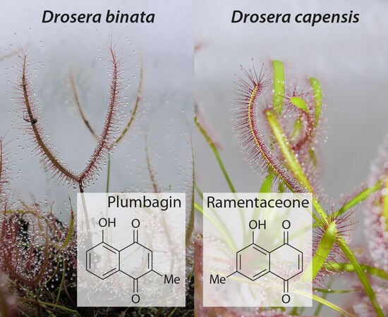 Biology-2024_Grafik_Drosera