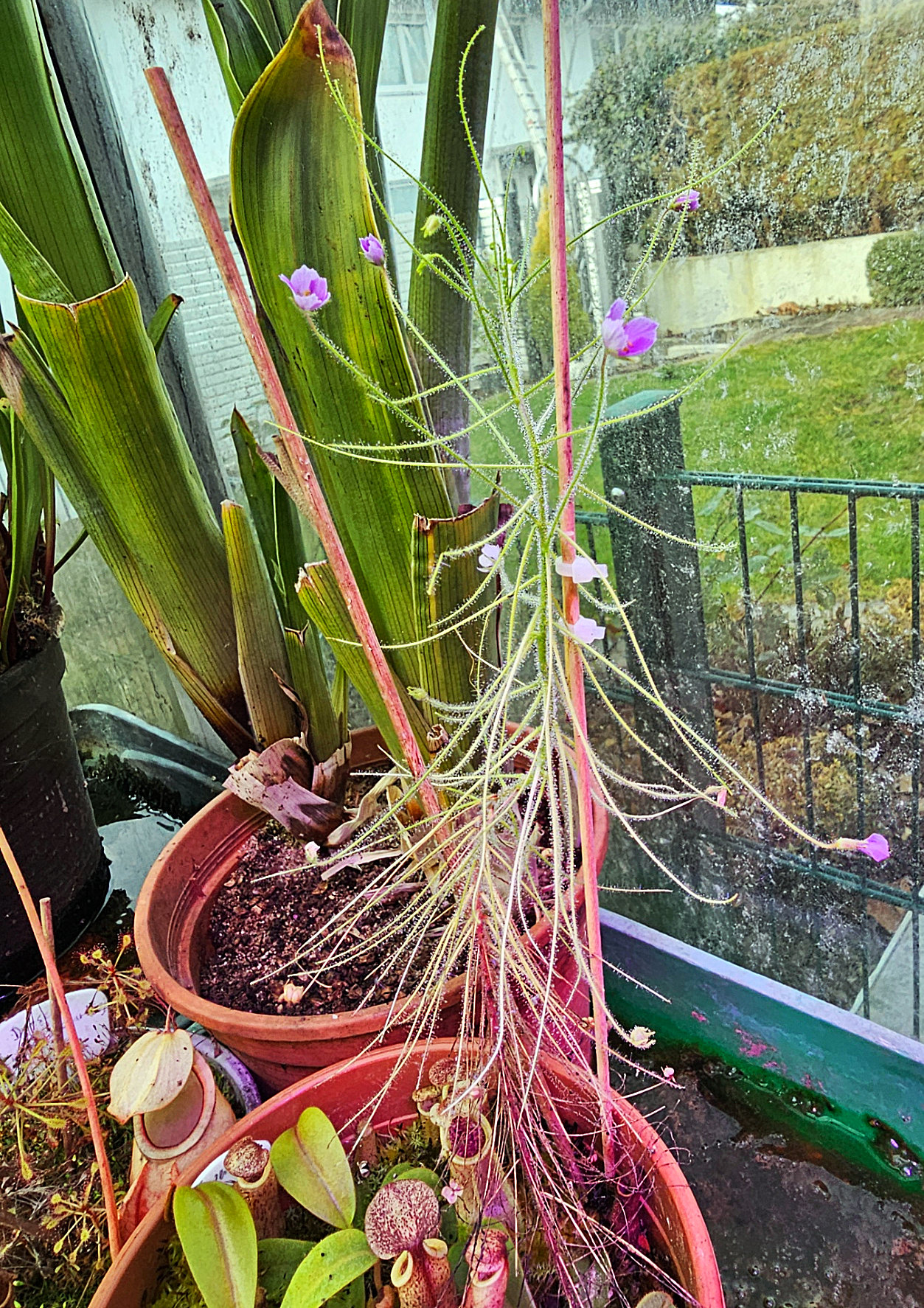 Byblis filifolia x liniflora 2026