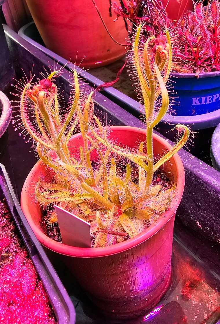 Drosera cistiflora_1_ 220126