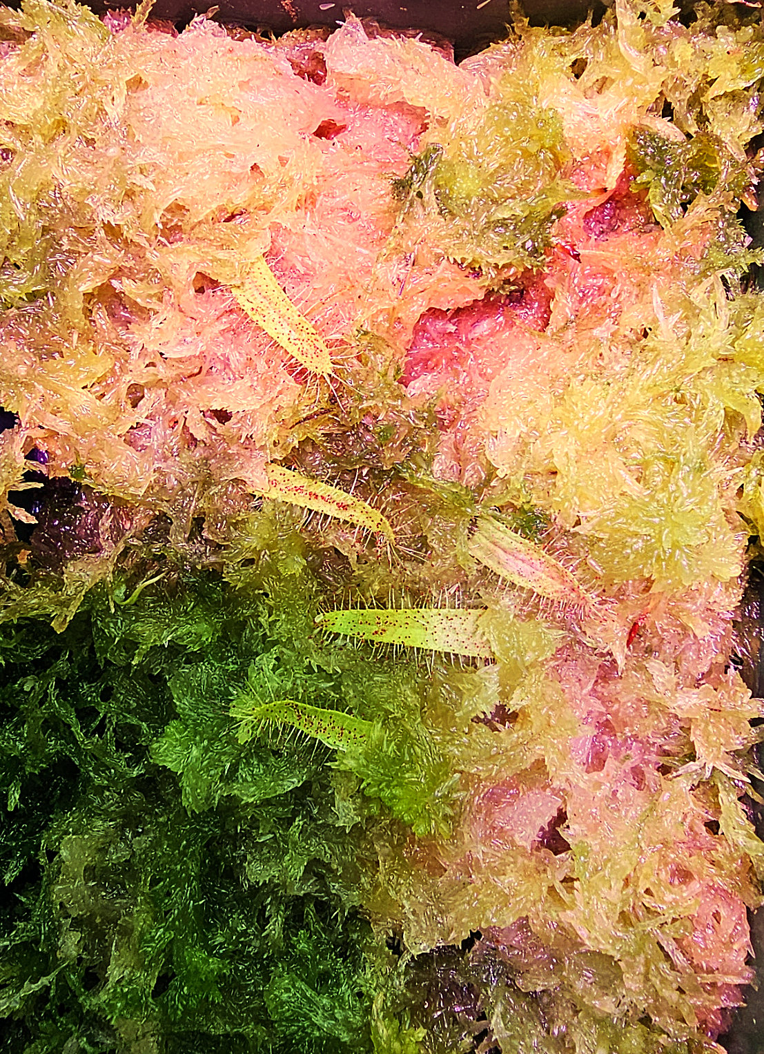 Drosera cistiflora Blattstecklinge 2026