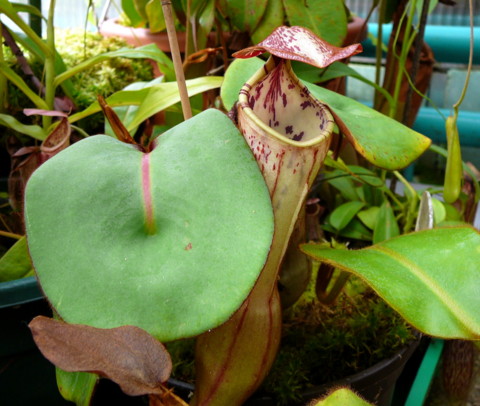 Nepenthes clipeata