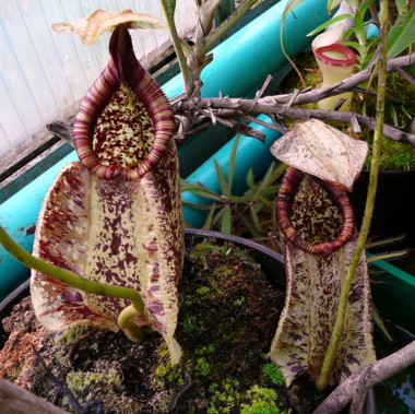 Nepenthes rafflesiana