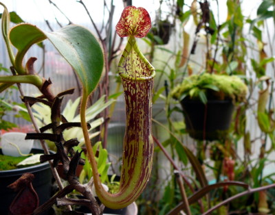 Nepenthes stenophylla