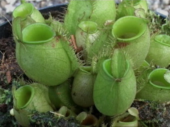 N. ampullaria