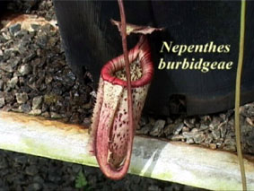 N. burbidgea