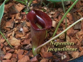 N. jaquelineae