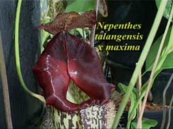 N. talangensisXmaxima