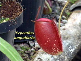 N. ampullaria